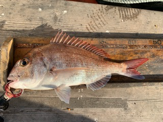 幸吉丸 釣果