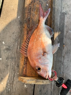 幸吉丸 釣果