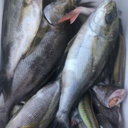 さんさん丸 釣果