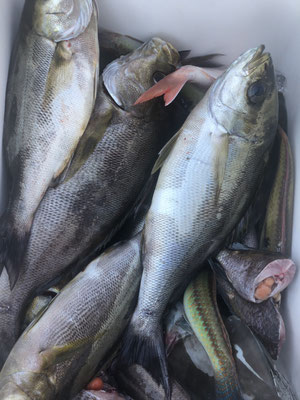 さんさん丸 釣果