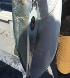 シーモンキー 釣果