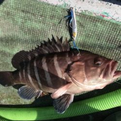 たいし丸 釣果