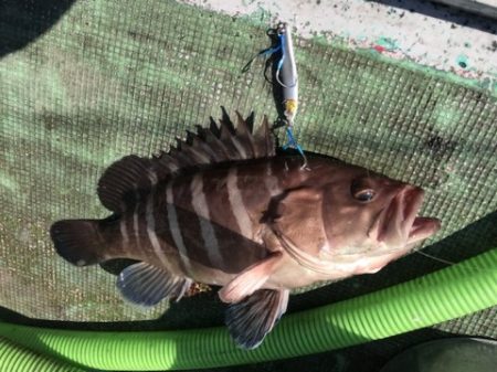 たいし丸 釣果