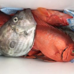 たいし丸 釣果