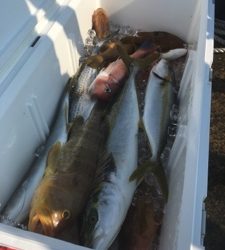 シーモンキー 釣果