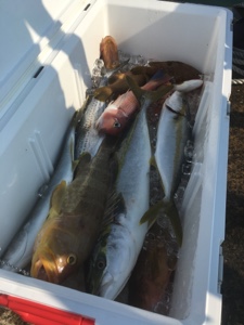 シーモンキー 釣果