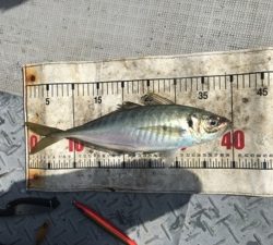 シーモンキー 釣果