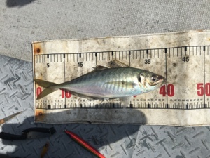 シーモンキー 釣果