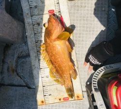 シーモンキー 釣果