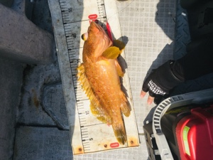 シーモンキー 釣果