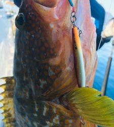 シーモンキー 釣果