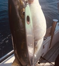 シーモンキー 釣果