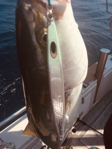 シーモンキー 釣果