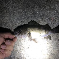 【アジ＆メバル】広島・倉橋島ランガン釣行レポート！【カズ・ハシモト氏連載 vol.7】