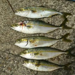 本格青物シーズンに大活躍の予感！【ハヤブサ（Hayabusa）　ジャックアイグロッキー　インプレッション】