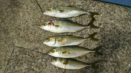 本格青物シーズンに大活躍の予感！【ハヤブサ（Hayabusa）　ジャックアイグロッキー　インプレッション】