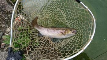 フィッシング サンクチュアリ 釣果