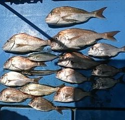フィッシングガイド りょう 釣果