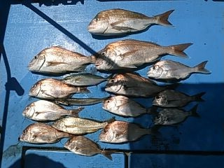 フィッシングガイド りょう 釣果