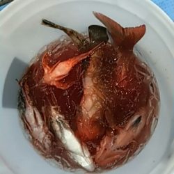 フィッシングガイド りょう 釣果