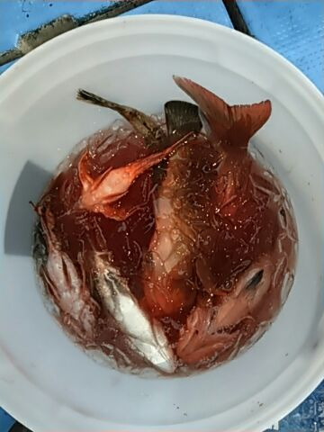 フィッシングガイド りょう 釣果