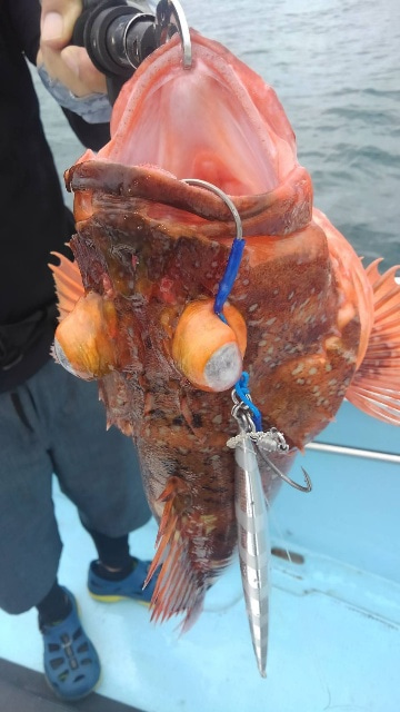 海晴丸 釣果