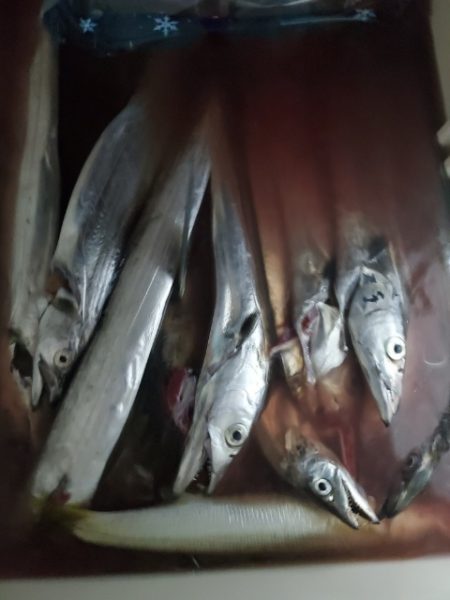 海晴丸 釣果