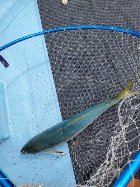 海晴丸 釣果