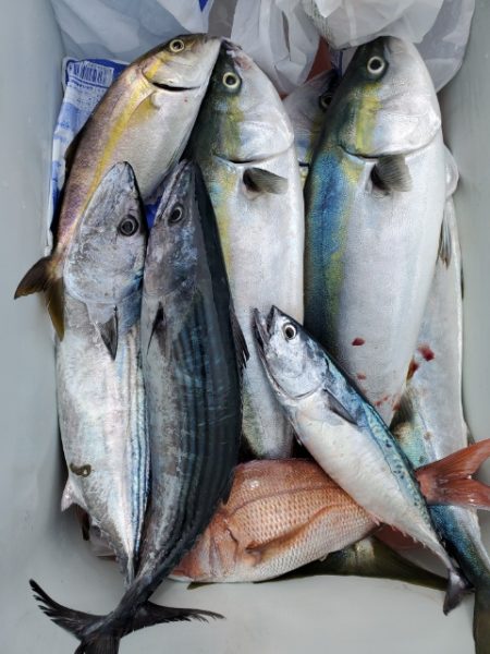 海晴丸 釣果