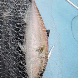 海晴丸 釣果