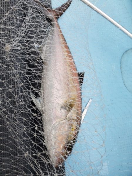 海晴丸 釣果