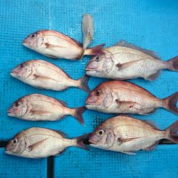 フィッシングガイド りょう 釣果