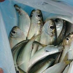 フィッシングガイド りょう 釣果