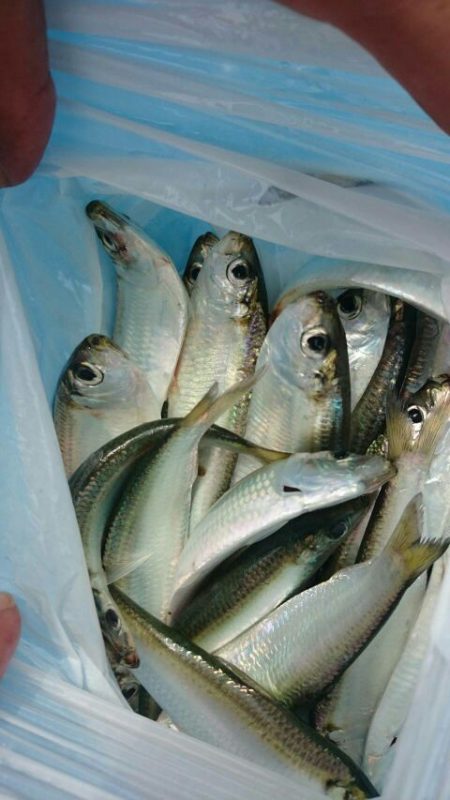 フィッシングガイド りょう 釣果