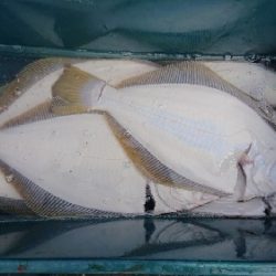 小樽港遊漁船SHAKE 釣果