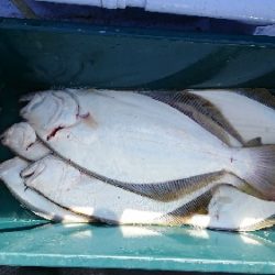 小樽港遊漁船ＳＨＡＫＥ 釣果