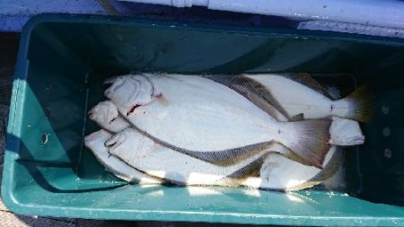 小樽港遊漁船ＳＨＡＫＥ 釣果