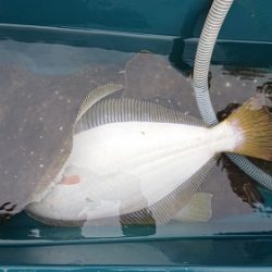 小樽港遊漁船SHAKE 釣果