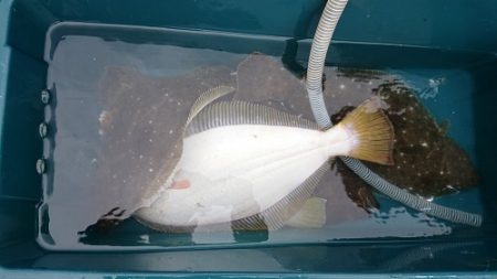 小樽港遊漁船SHAKE 釣果