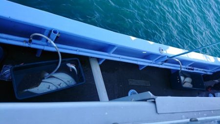 小樽港遊漁船SHAKE 釣果