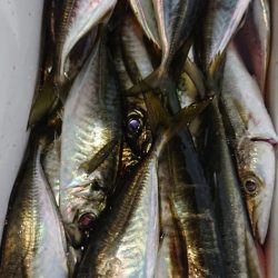 シースナイパー海龍 釣果