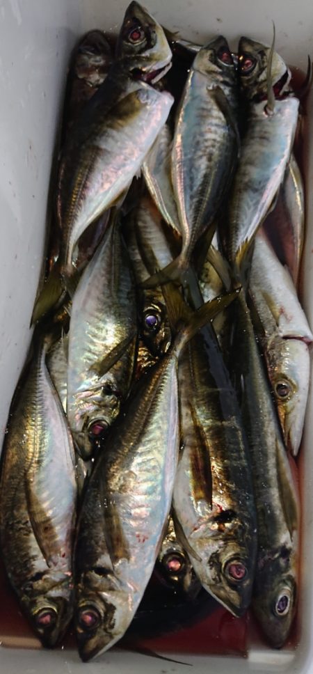 シースナイパー海龍 釣果