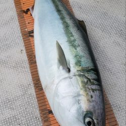 釣人家 釣果