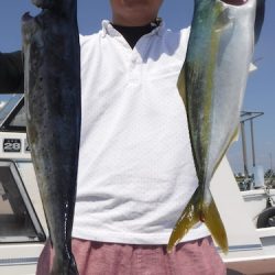 ＪＤＩ　Ｒａｃｉｎｇ　シールズマリンレジャー 釣果