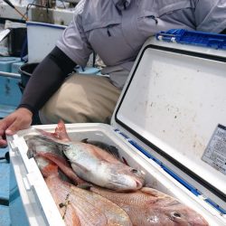 シースナイパー海龍 釣果