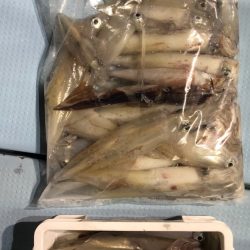 第二八坂丸 釣果