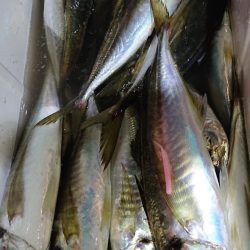 シースナイパー海龍 釣果