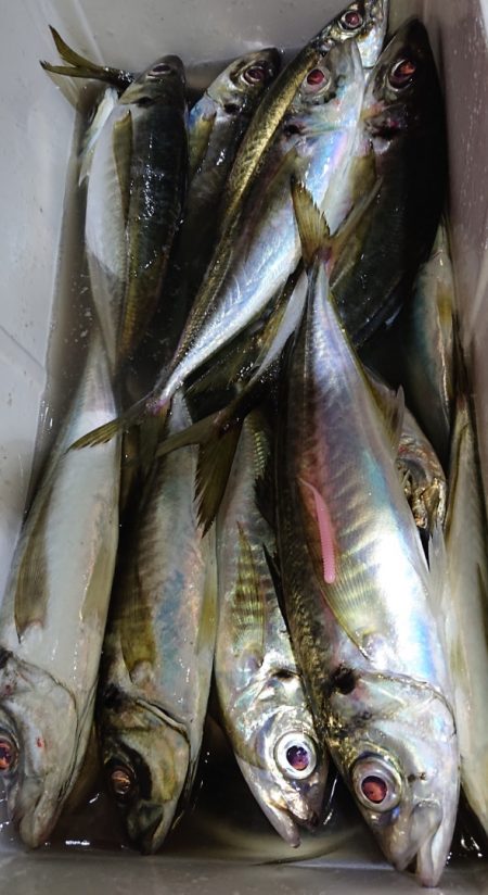 シースナイパー海龍 釣果