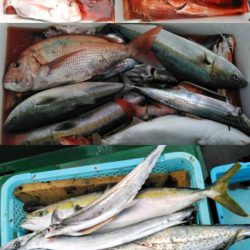 Big One ビッグワン 釣果