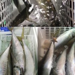 渡船屋たにぐち 釣果